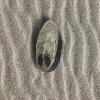 Orthoceras - pierre roulée fossile - mémoire ancienne 2