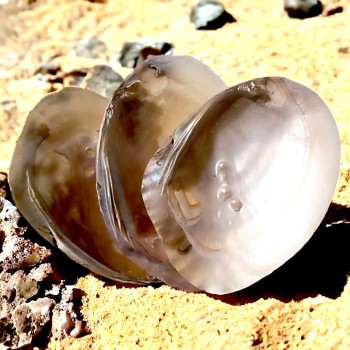 Coquille de nacre perlée - Rechargement des pierres - Purification des pierres - Lithothérapie - Perles d'eau douce 2
