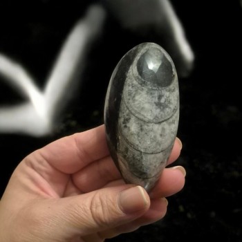 Orthoceras - pierre roulée fossile - mémoire ancienne
